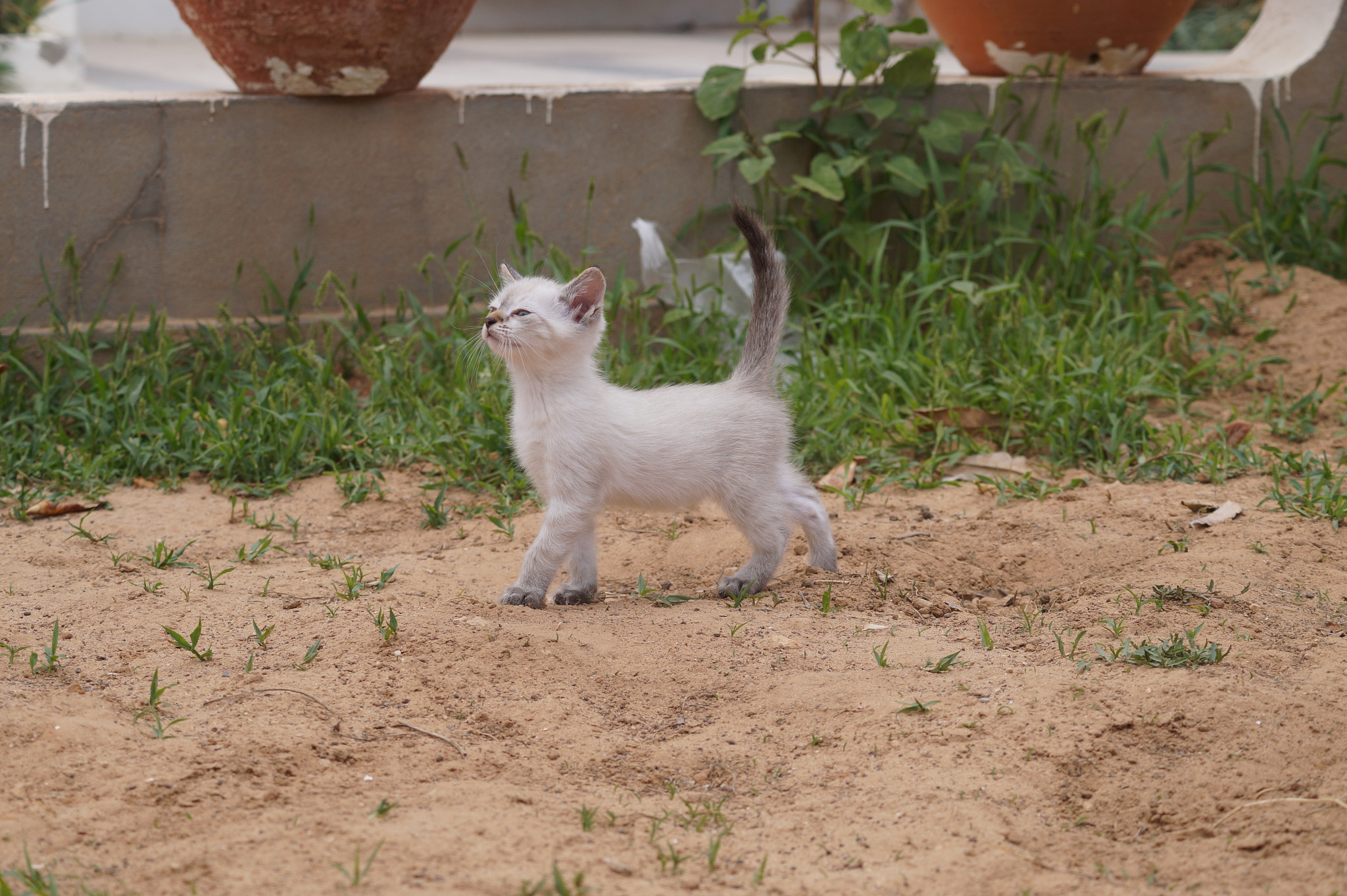 Sony DT 55-200mm F4-5.6 SAM sample photo