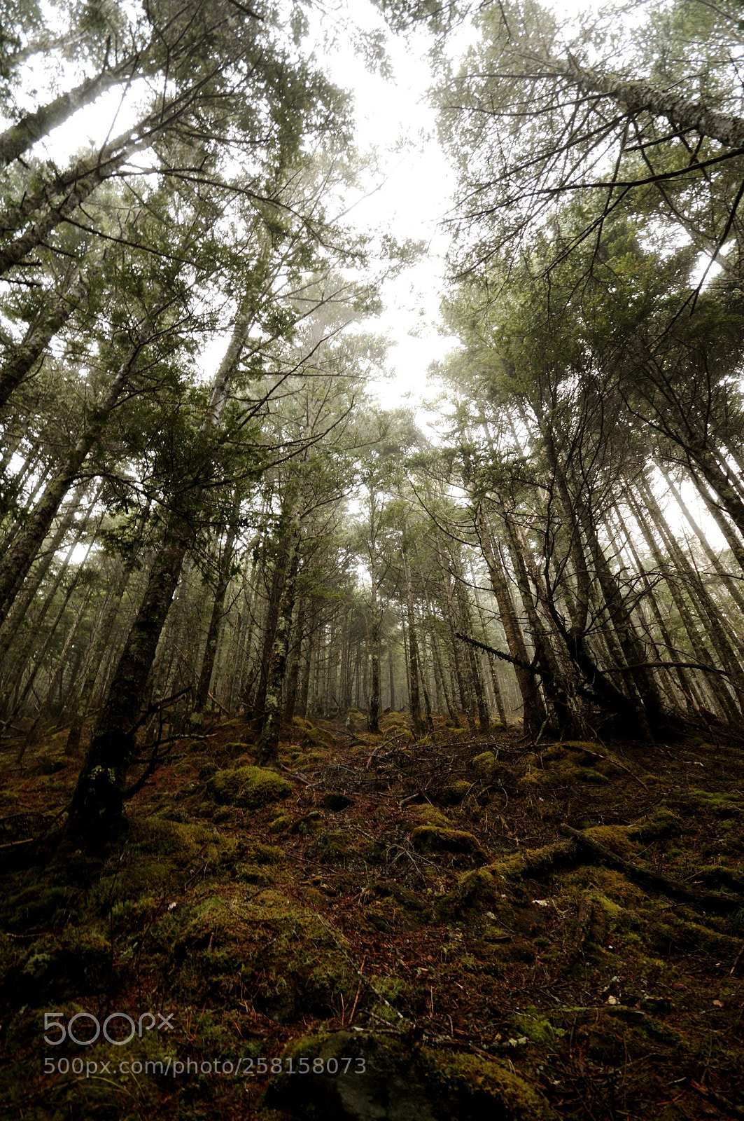 Nikon D90 sample photo. Humid season photography