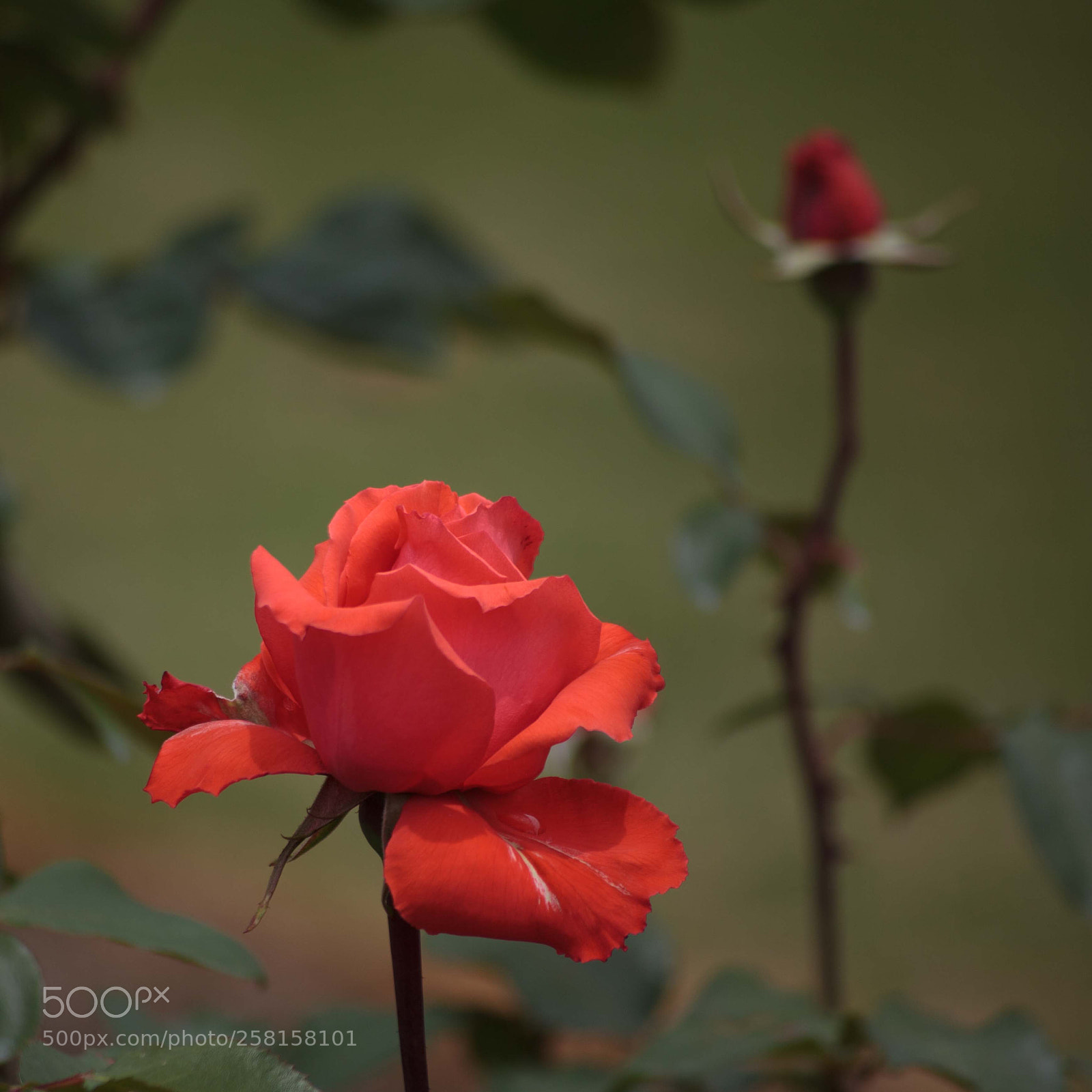 Canon EOS 5D Mark II sample photo. Back in my heart photography