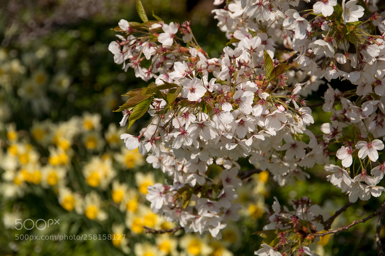 Canon EOS 80D sample photo. Blooming photography