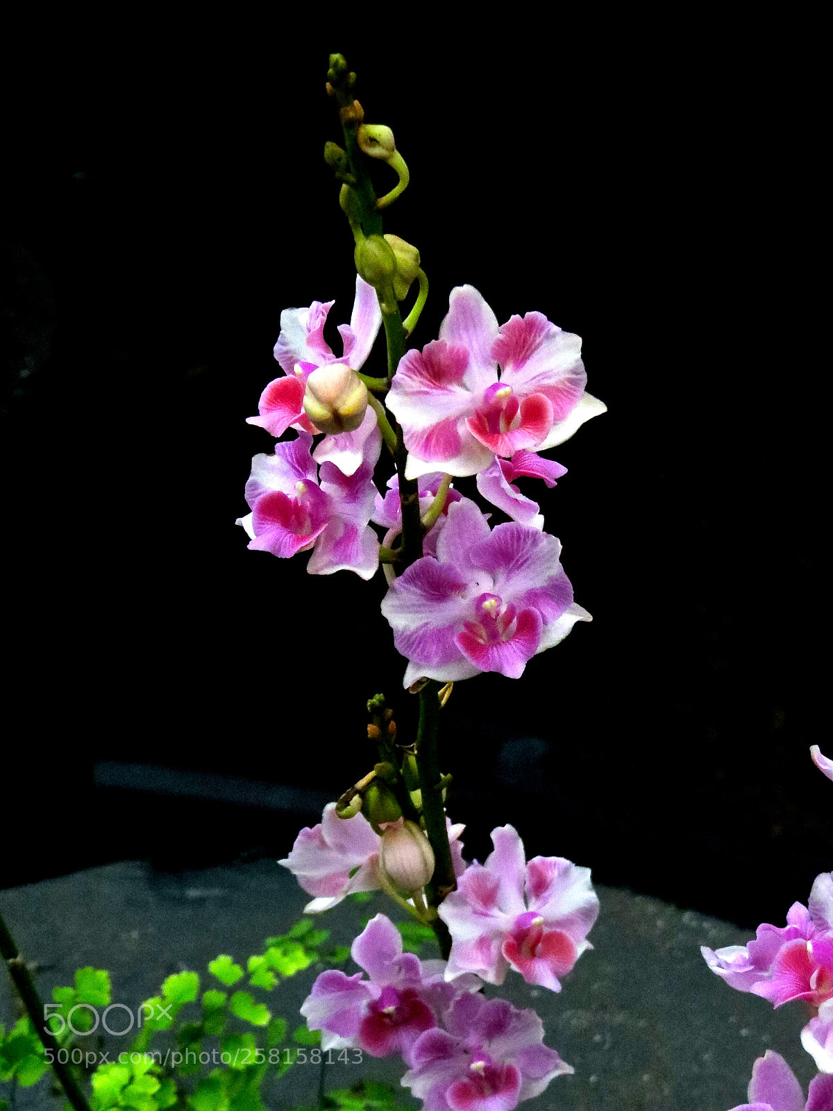 Canon PowerShot SX50 HS sample photo. Orchid flower photography