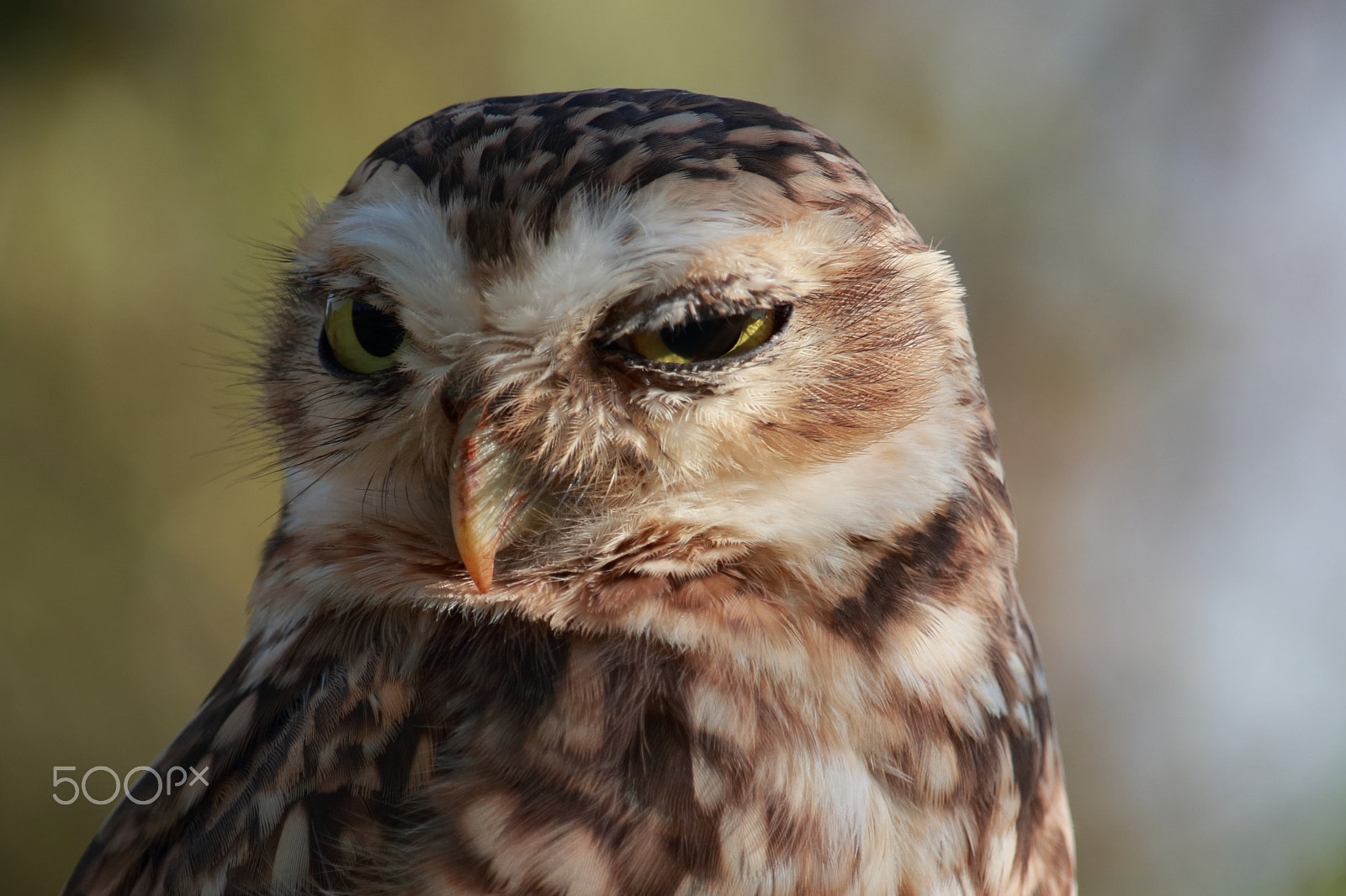 Canon EF-S 55-250mm F4-5.6 IS STM sample photo. Bedroom eyes photography