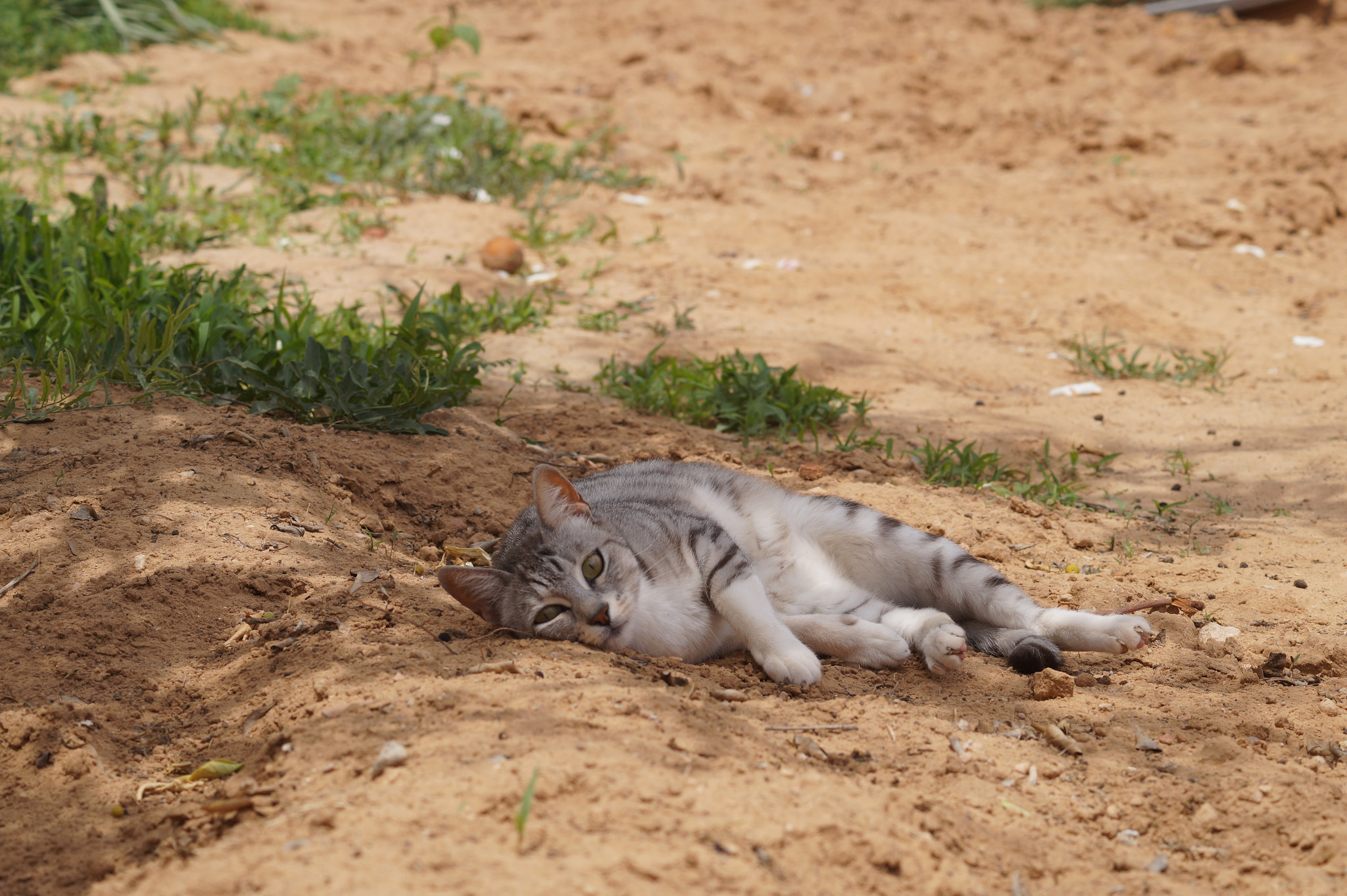 Sony DT 55-200mm F4-5.6 SAM sample photo