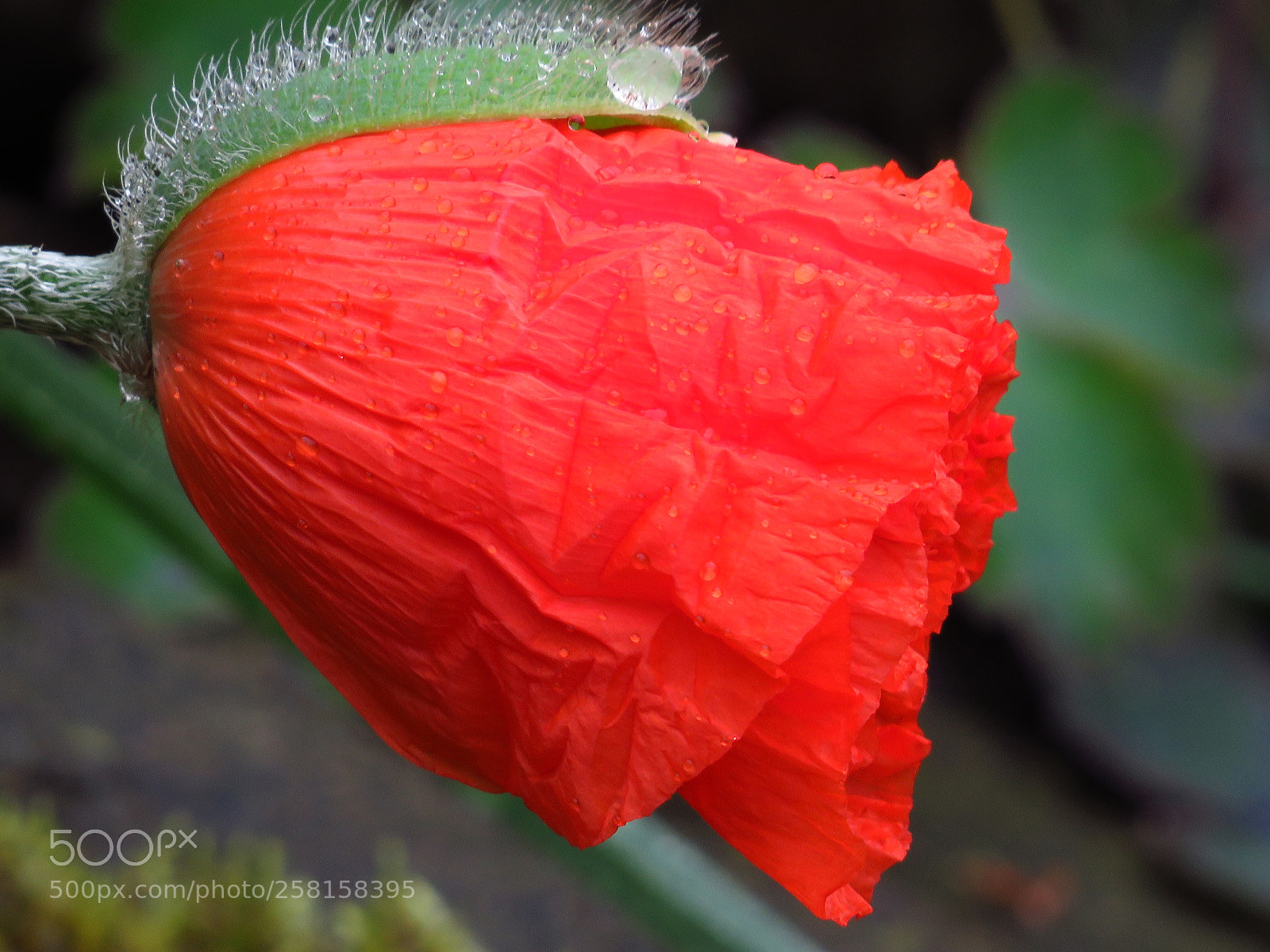 Canon PowerShot SX540 HS sample photo. Mohn photography