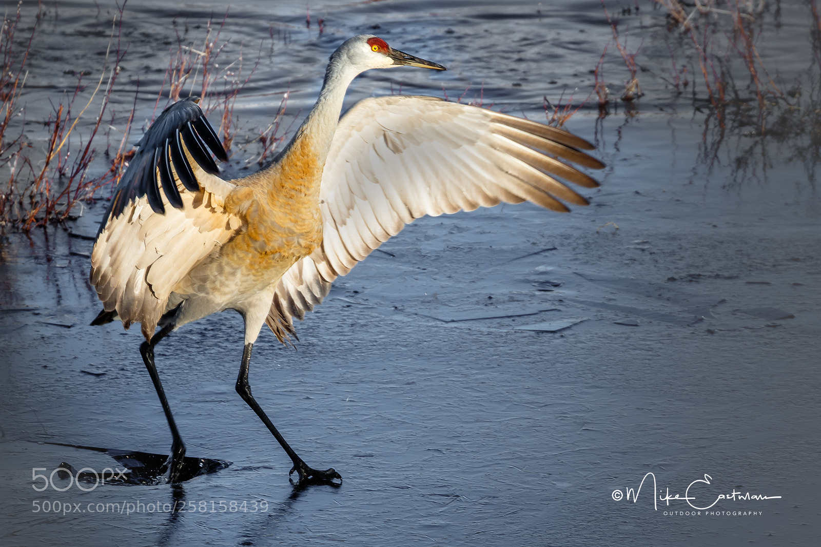 Canon EOS 7D Mark II sample photo. Sandhill crane skating photography