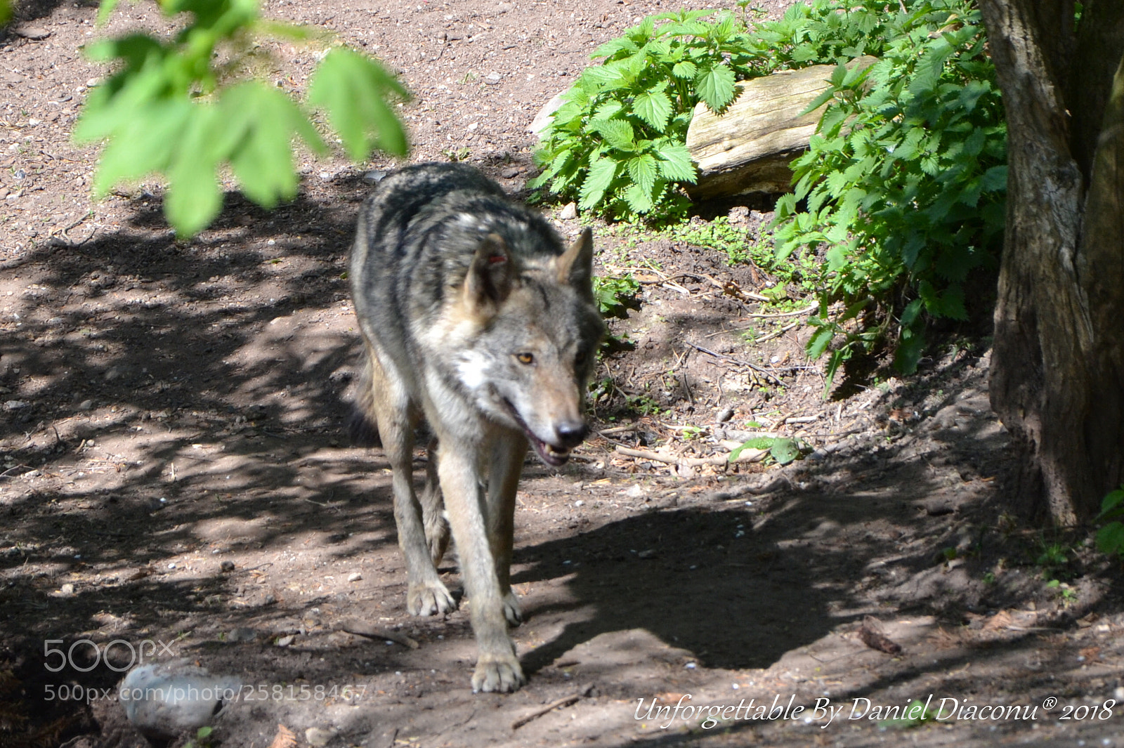 Nikon D3100 sample photo. Csc photography