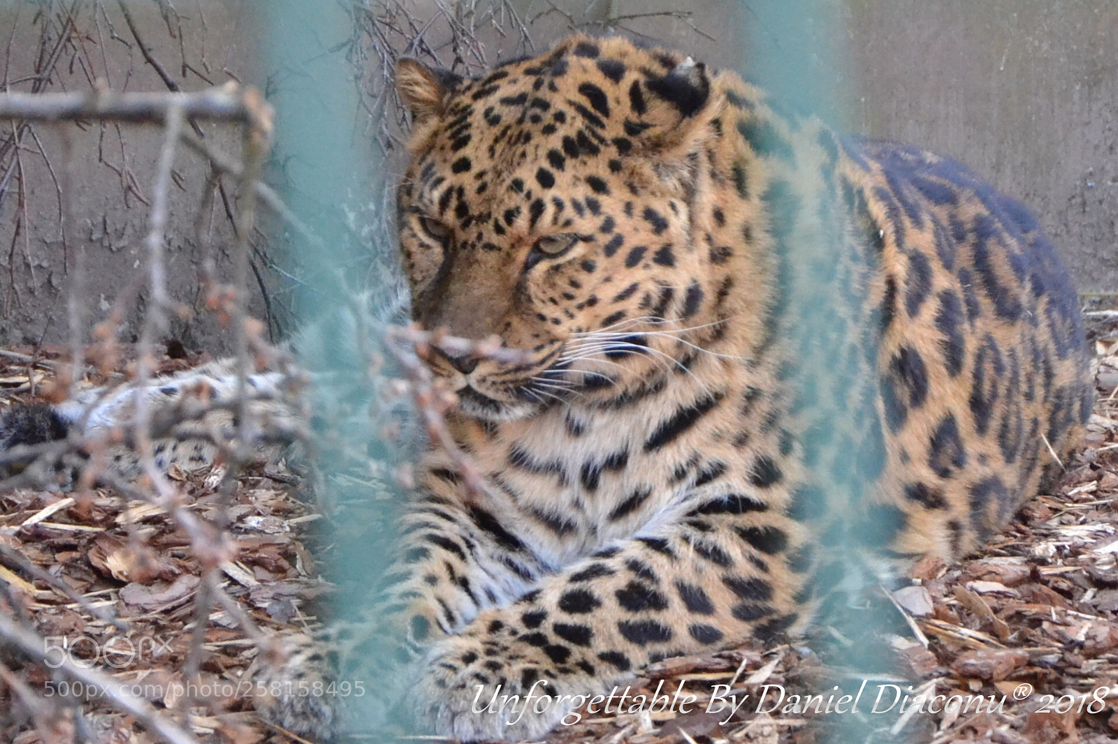 Nikon D3100 sample photo. Csc photography