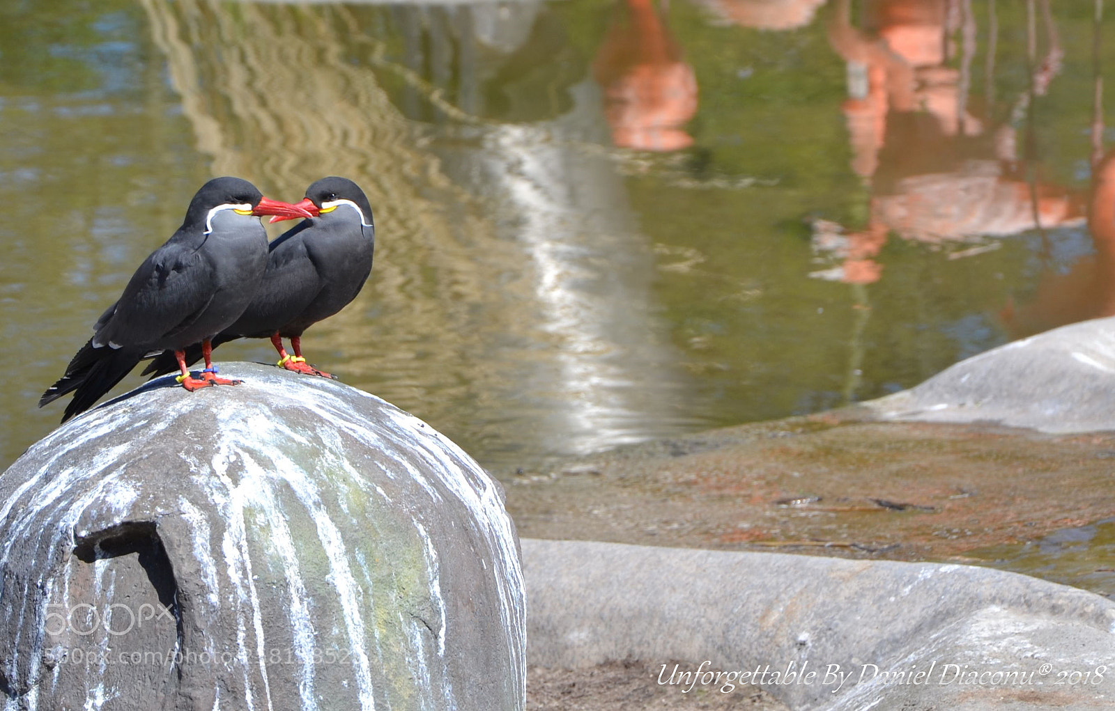Nikon D3100 sample photo. Forever in love photography