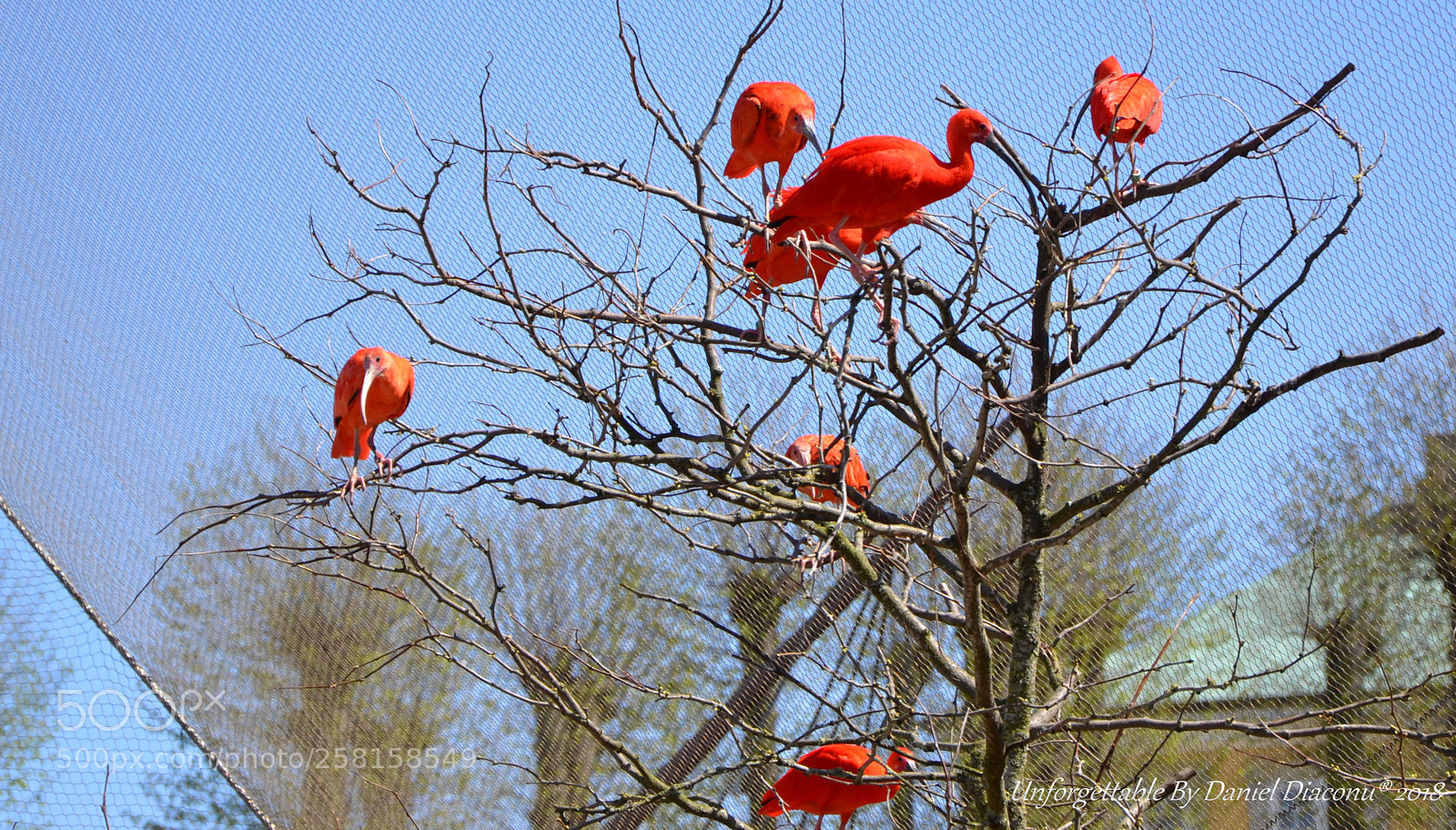 Nikon D3100 sample photo. The red tree photography