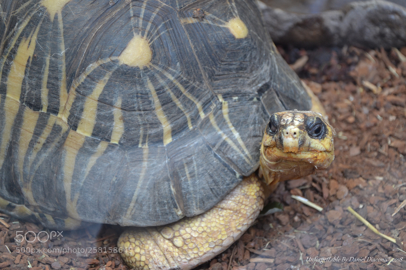Nikon D3100 sample photo. The supreme pacient photography