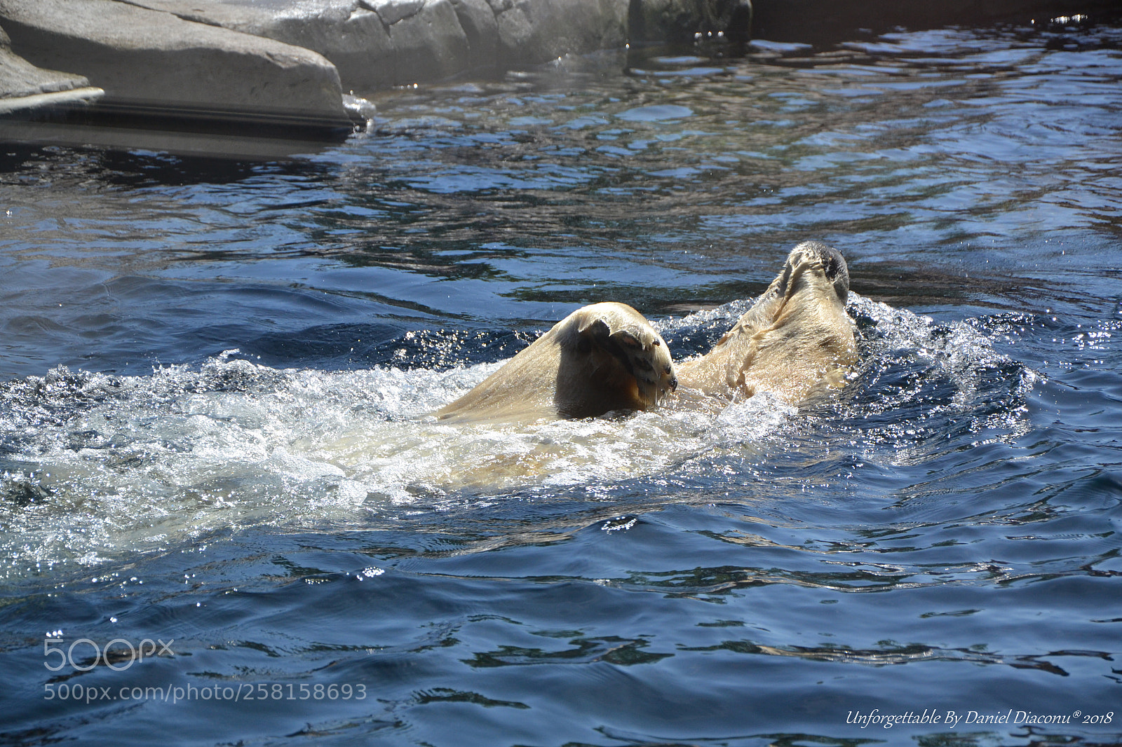 Nikon D3100 sample photo. White baloo photography