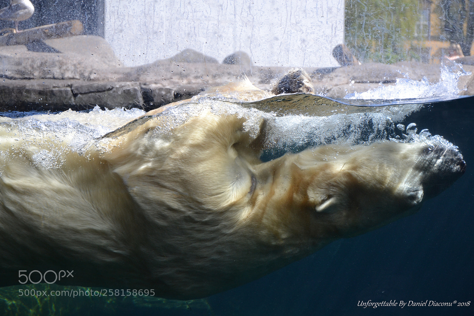 Nikon D3100 sample photo. The ultimate diver photography