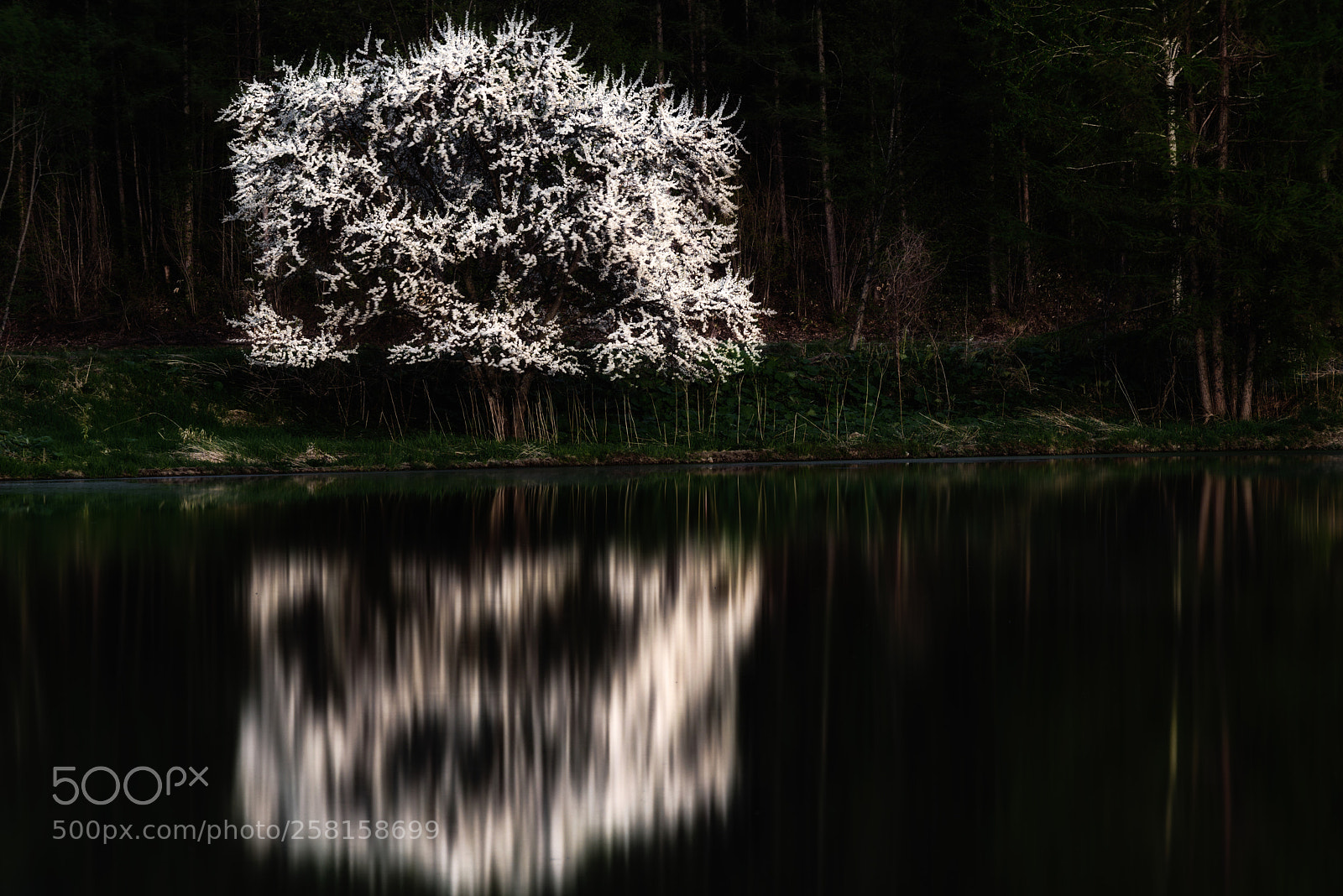 Nikon D810 sample photo. Japanese plum photography