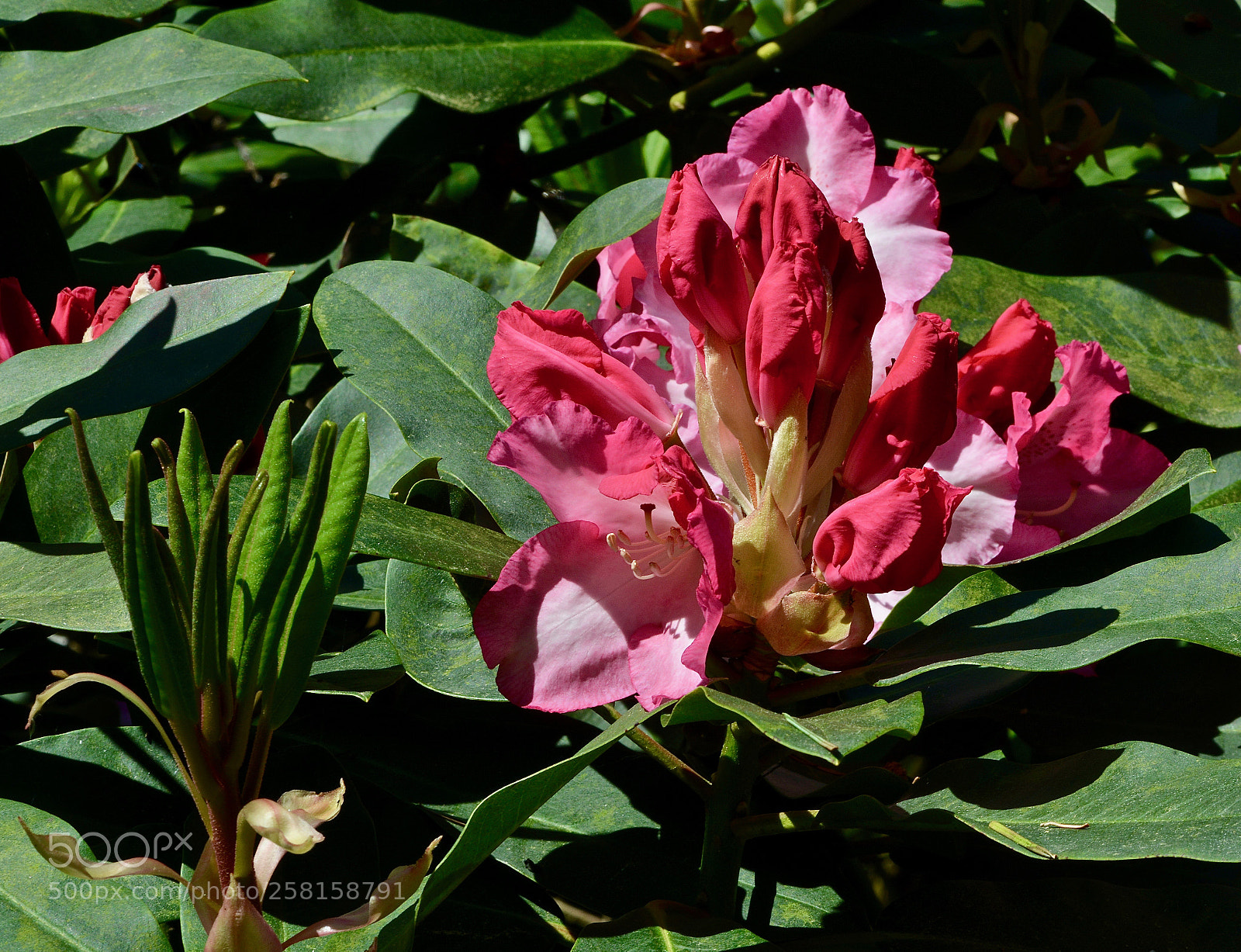 Nikon D800 sample photo. Rododendron flower in pink photography