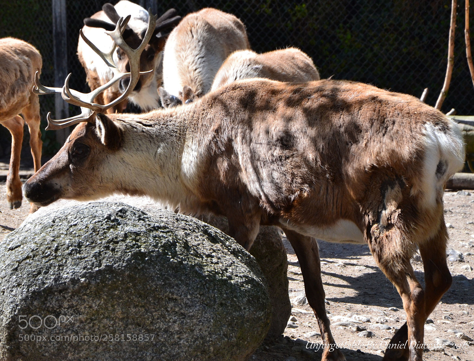 Nikon D3100 sample photo. Rudolph photography