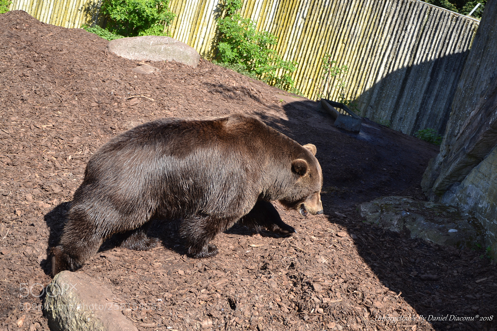Nikon D3100 sample photo. Hairy bfg photography