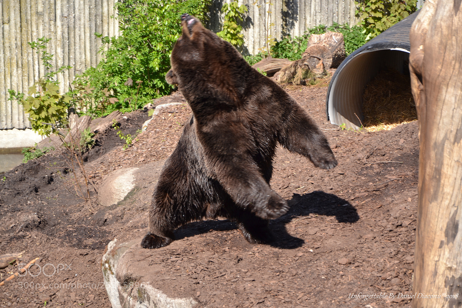 Nikon D3100 sample photo. The roar dance photography