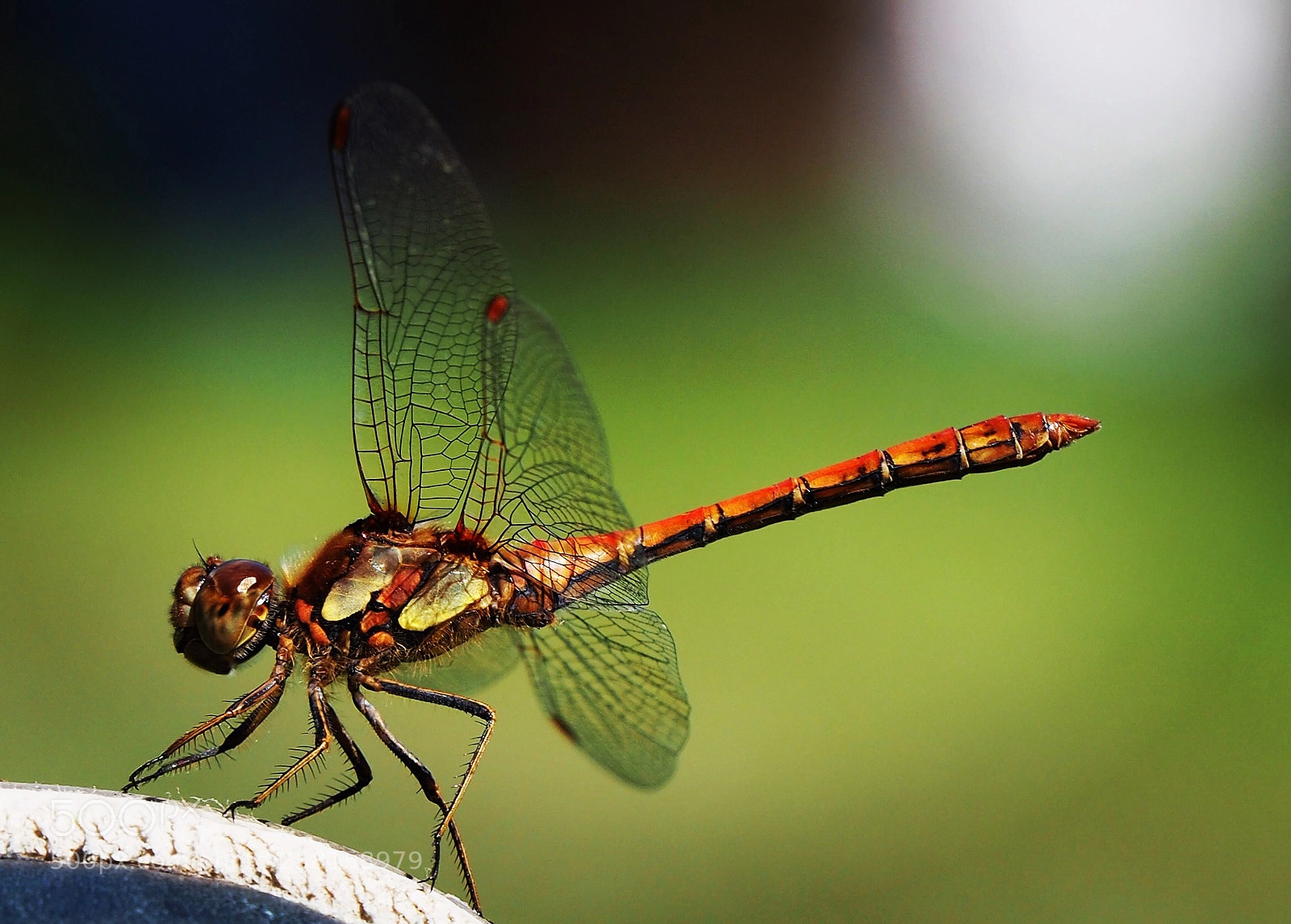 Olympus OM-D E-M10 II sample photo. Dragonfly photography