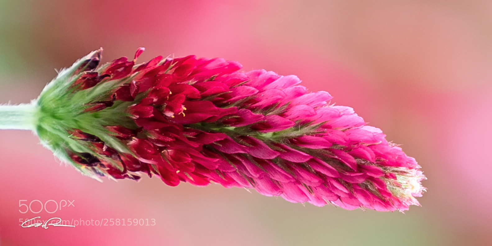 Sony a7R II sample photo. Clover fields photography