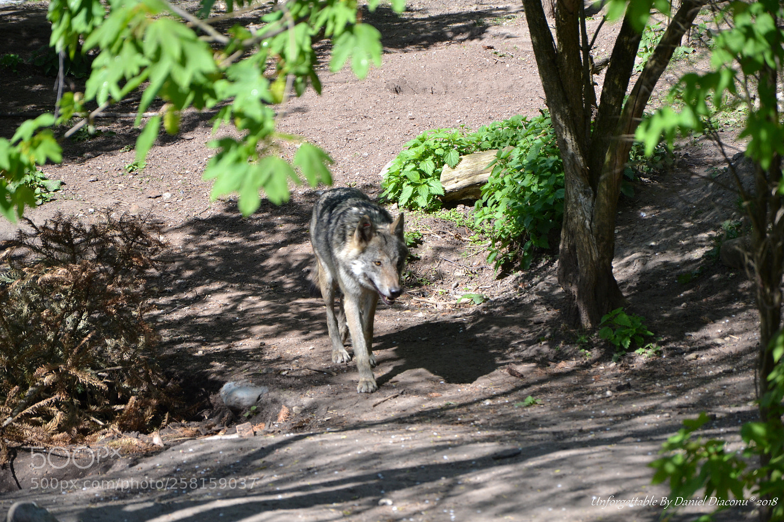 Nikon D3100 sample photo. Wolf photography