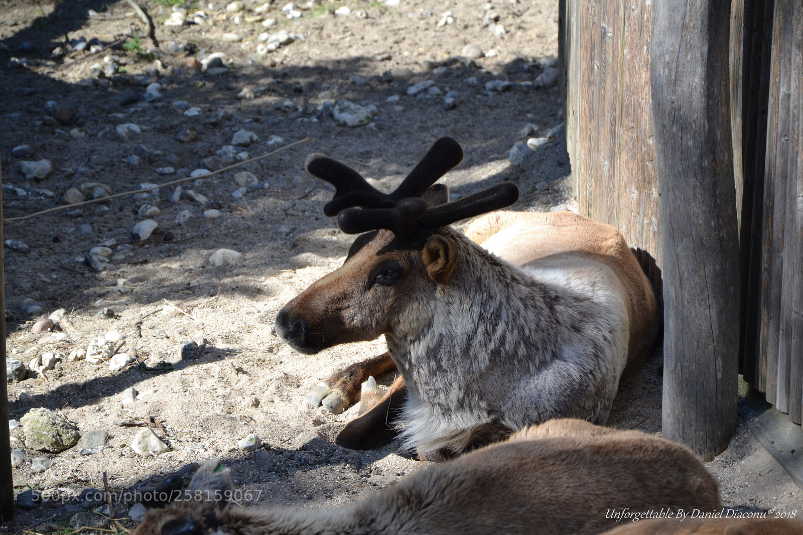 Nikon D3100 sample photo. Waiting for santa photography