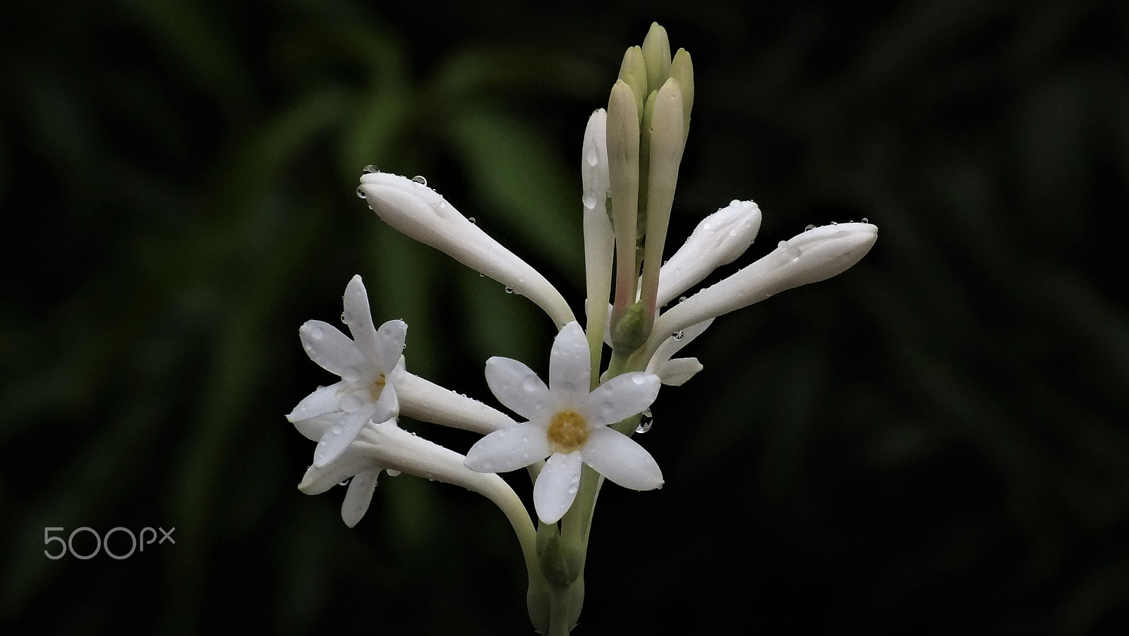 Fujifilm FinePix HS28EXR sample photo. Mexican tuberose photography