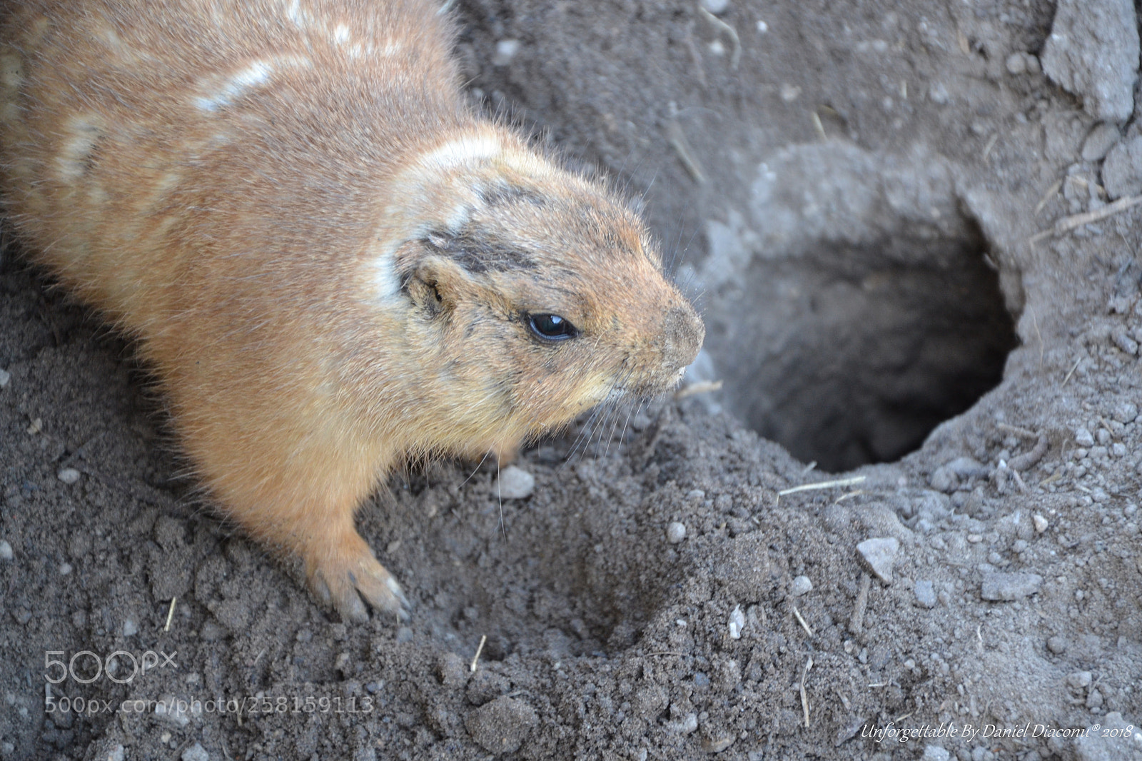 Nikon D3100 sample photo. Are you coming? photography