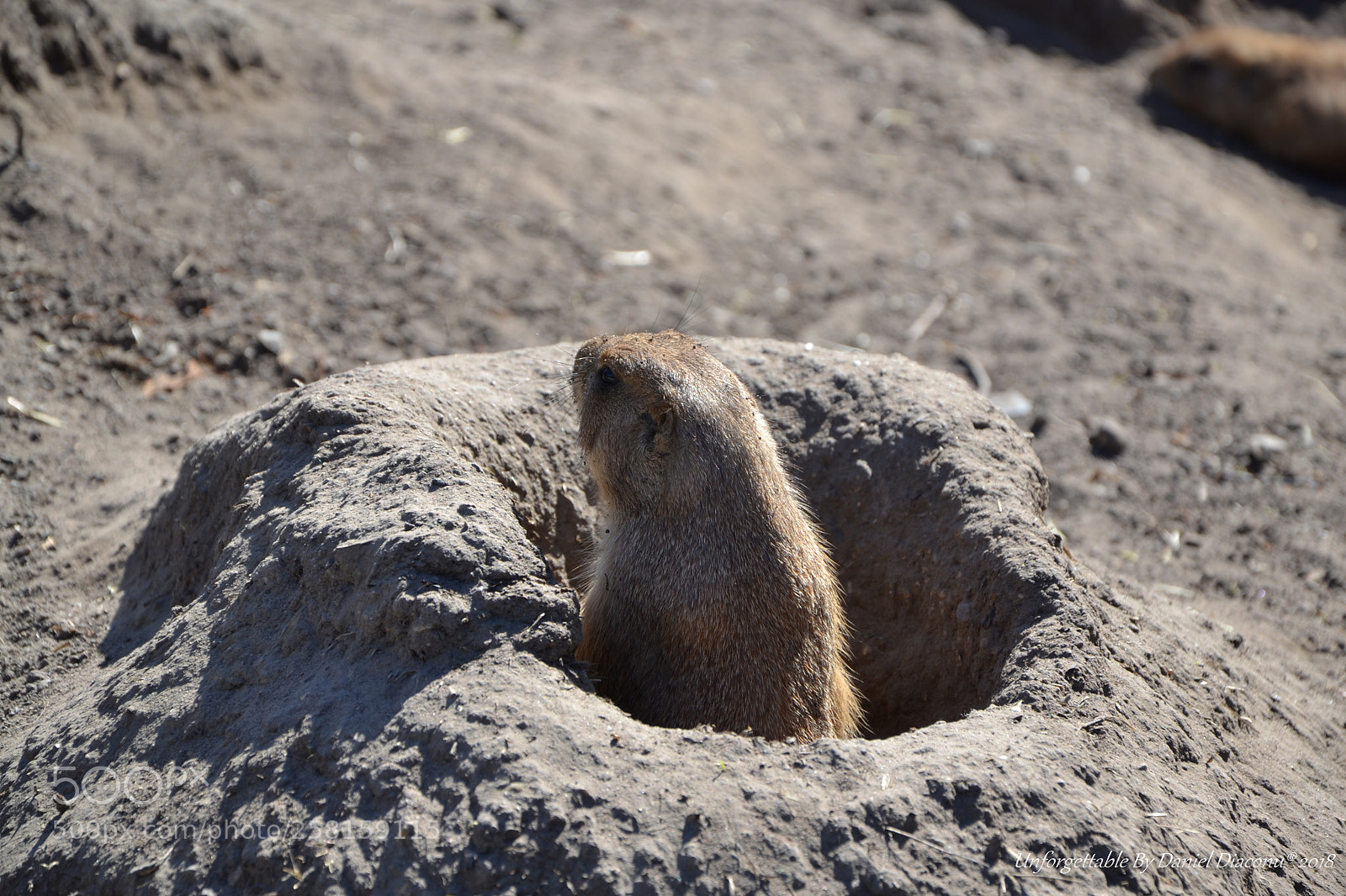 Nikon D3100 sample photo. I can seee youuu ! photography