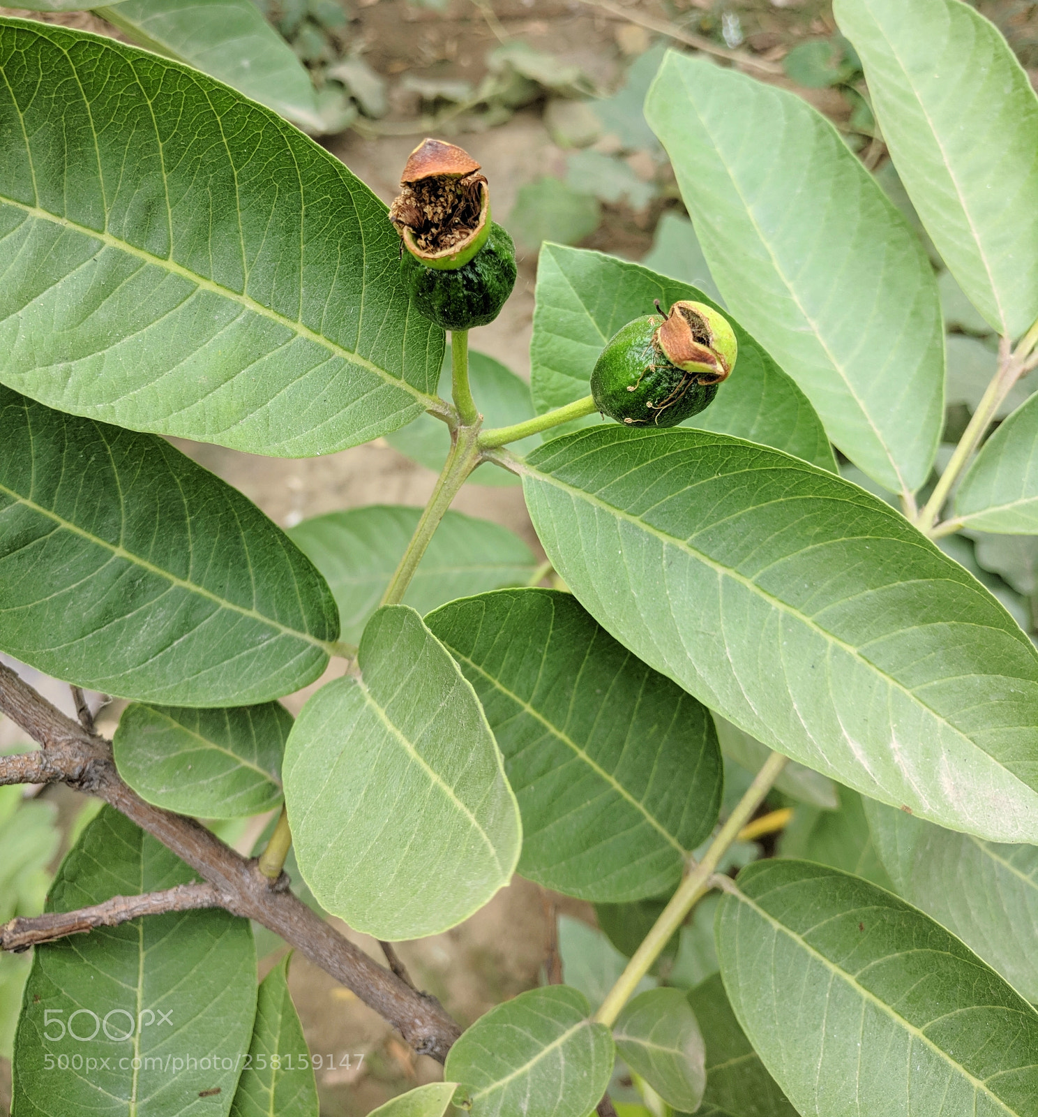 OnePlus A3003 sample photo. Untitled photography
