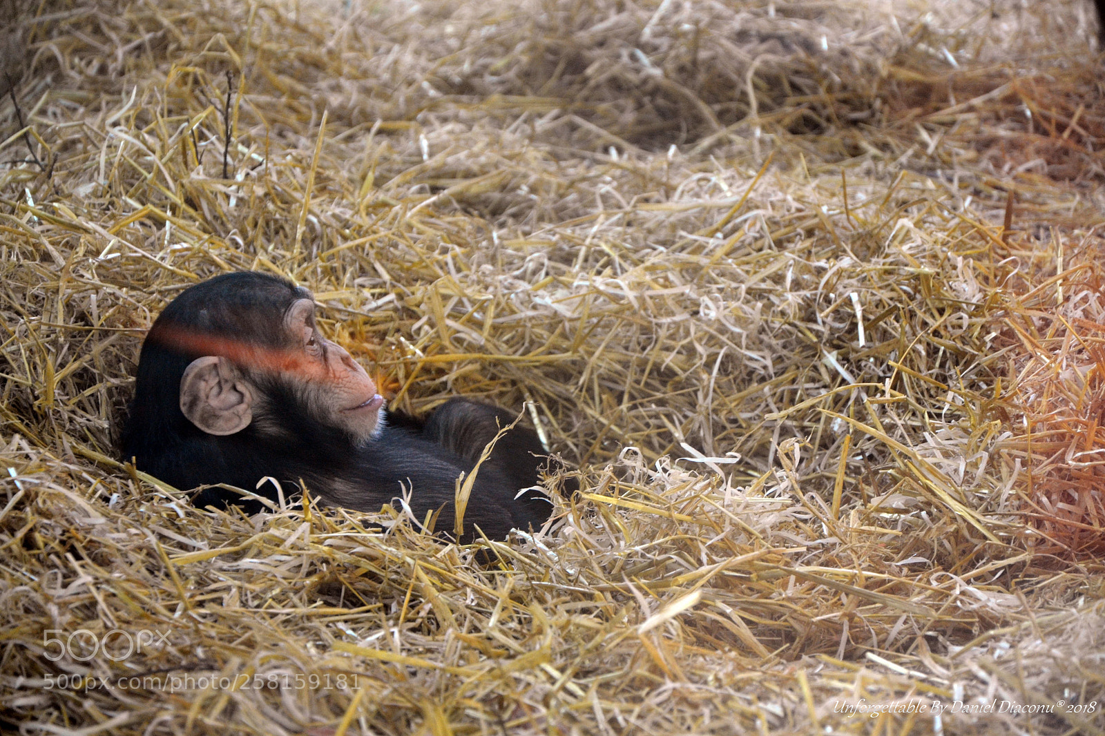 Nikon D3100 sample photo. Evening siesta photography