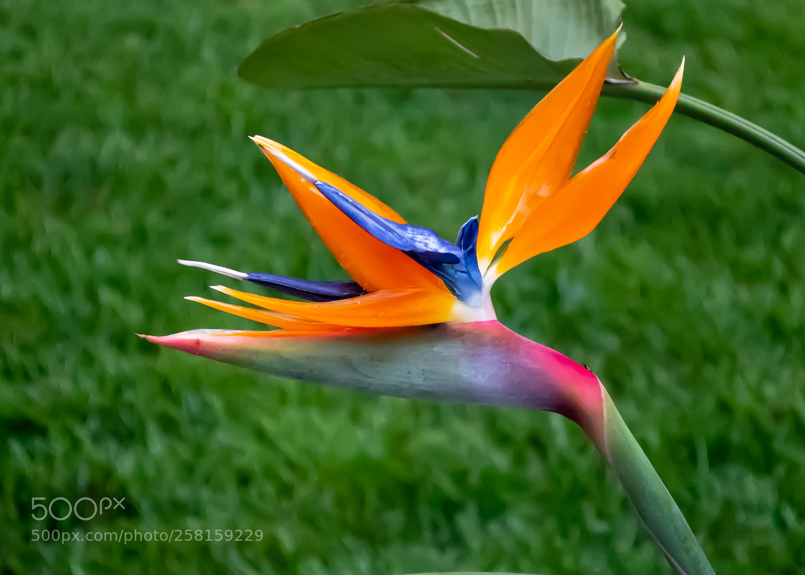 Nikon D850 sample photo. Bird of paradise photography