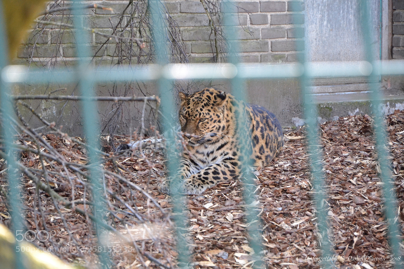 Nikon D3100 sample photo. Leophard photography