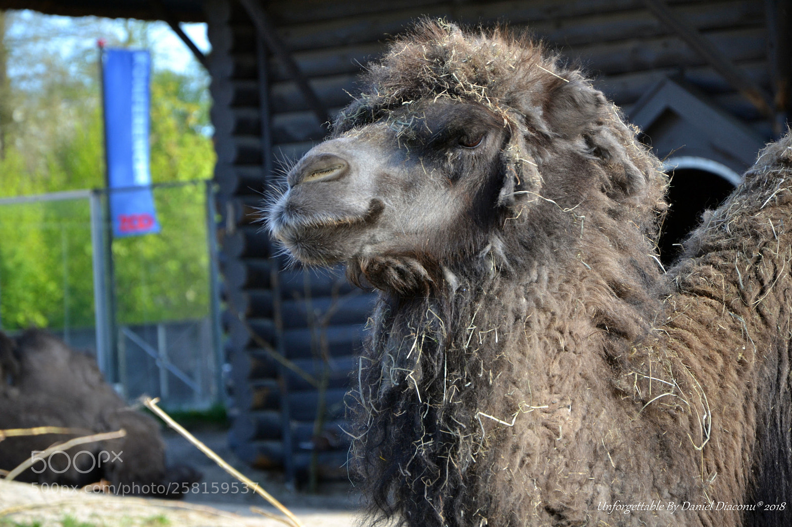 Nikon D3100 sample photo. Kammy photography