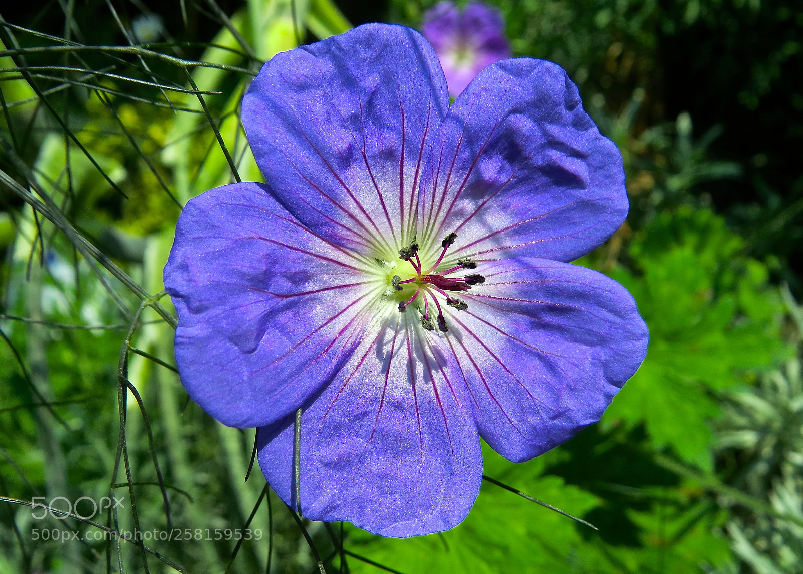 Canon PowerShot SX50 HS sample photo. Flower closeup photography