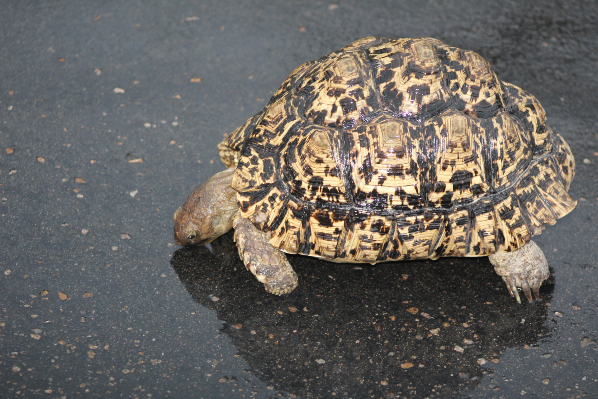 Canon EF 75-300mm f/4-5.6 sample photo. Img photography