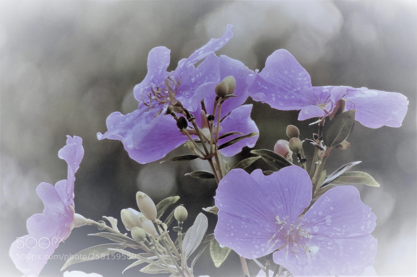 Nikon Coolpix P510 sample photo. Purple flowers photography
