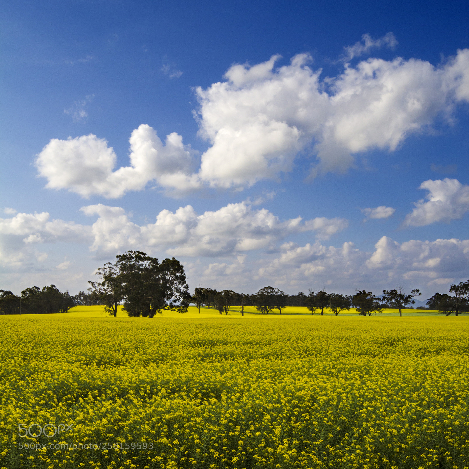 Canon EOS 60D sample photo. Canola photography