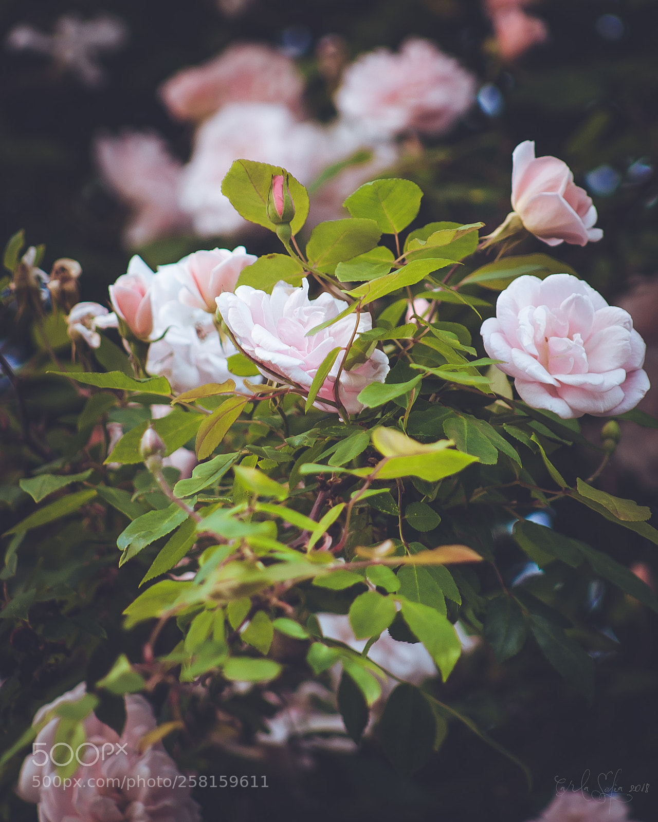 Canon EOS 1000D (EOS Digital Rebel XS / EOS Kiss F) sample photo. 192 - roses photography
