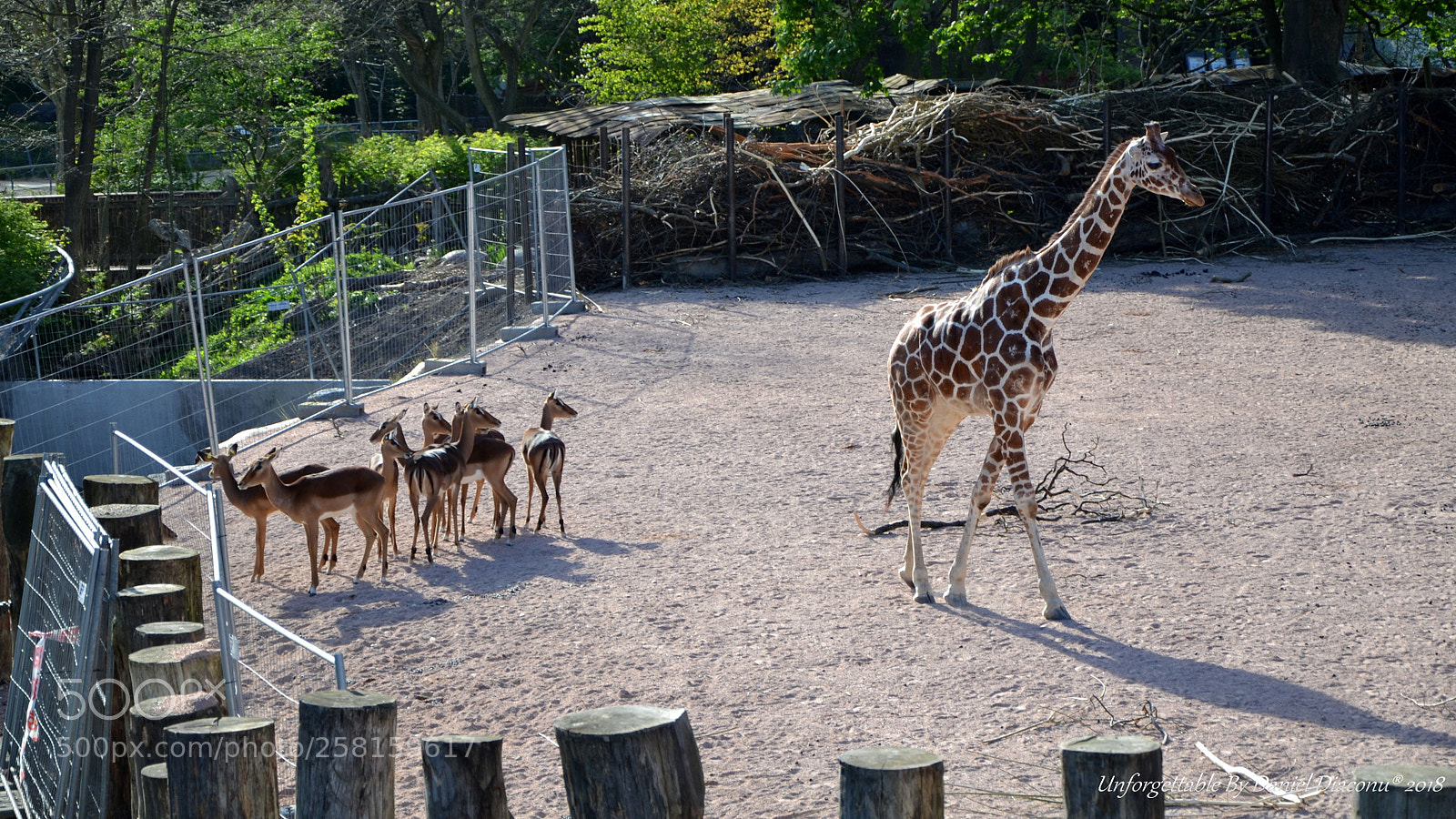 Nikon D3100 sample photo. Companyyy follow me! photography