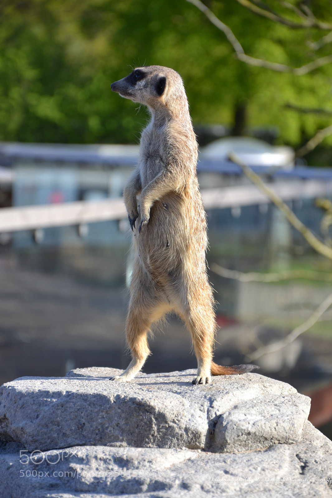 Nikon D3100 sample photo. The guardian photography