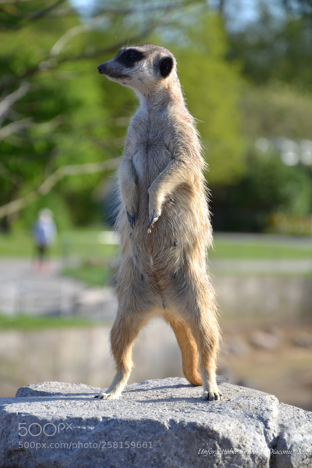 Nikon D3100 sample photo. The observer photography