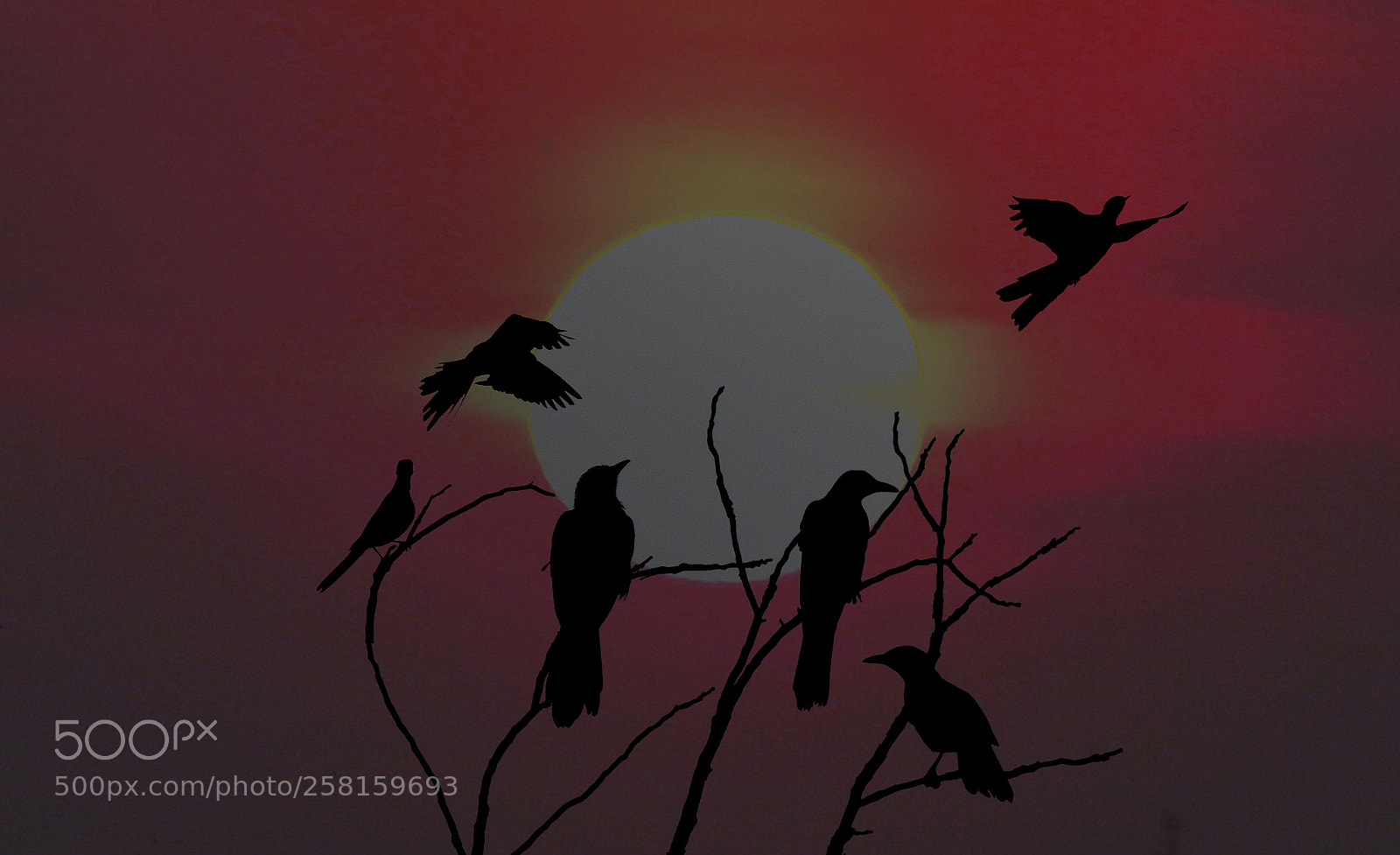 Canon EOS 7D Mark II sample photo. Starlings and wagtails at photography