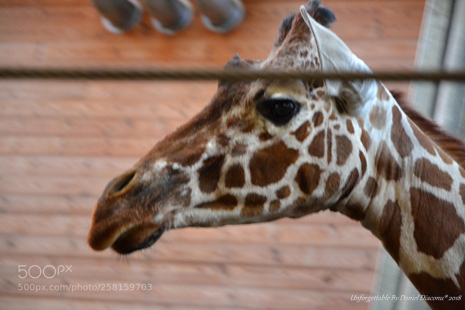 Nikon D3100 sample photo. Grf photography