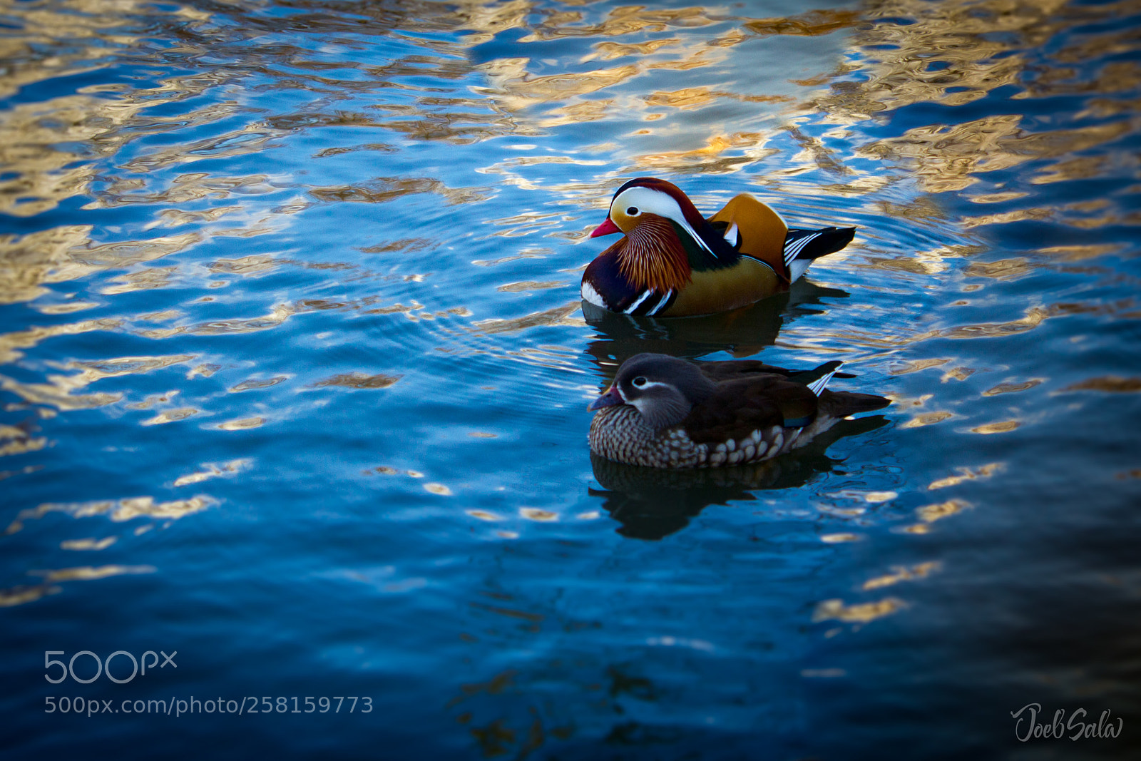 Canon EOS 550D (EOS Rebel T2i / EOS Kiss X4) sample photo. Duck photography