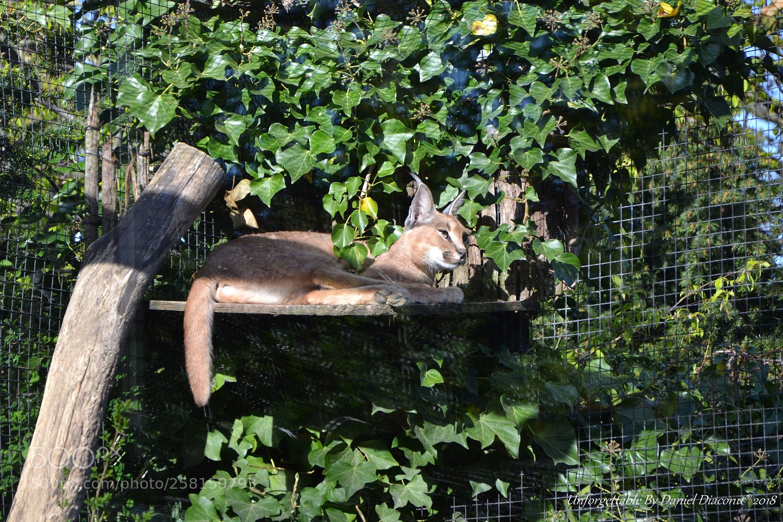Nikon D3100 sample photo. The golden lynx photography