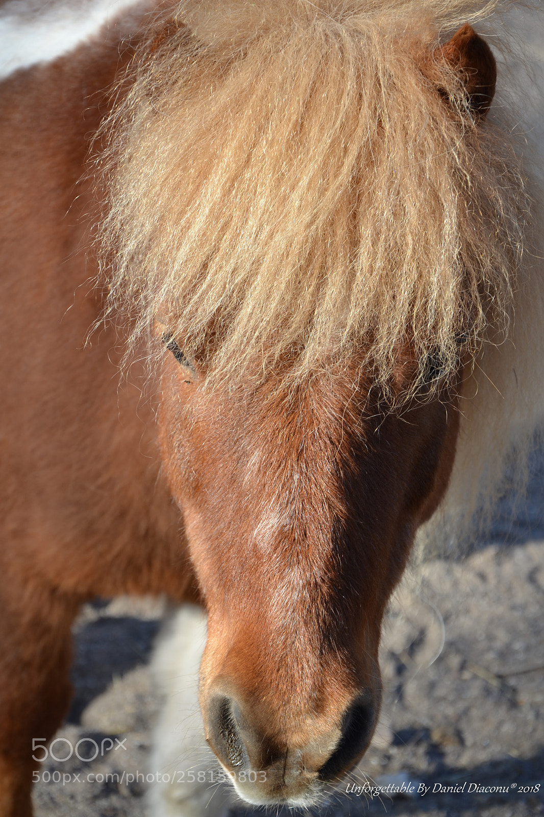Nikon D3100 sample photo. Sunny face photography