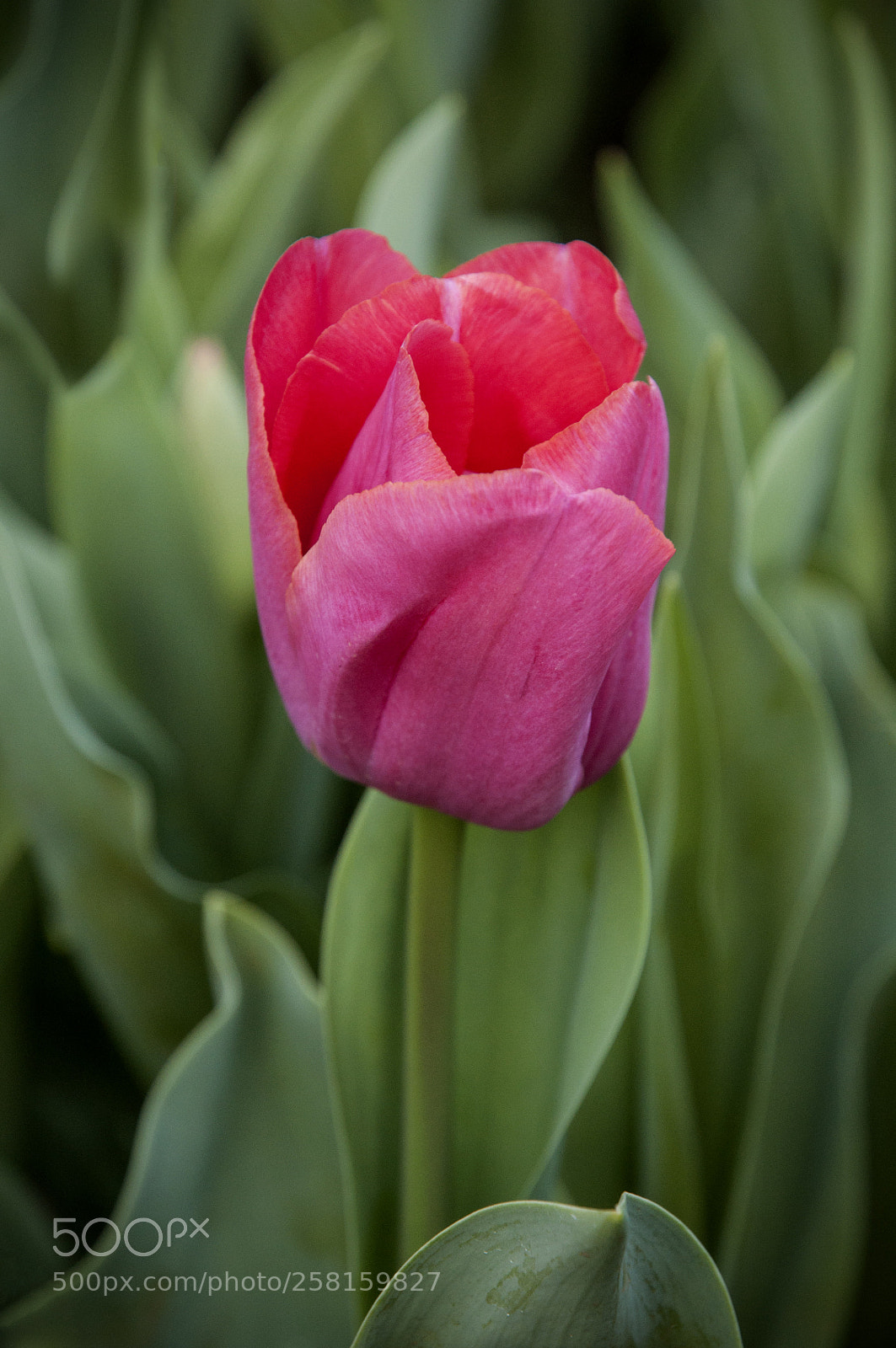 Nikon D90 sample photo. Red tulip photography