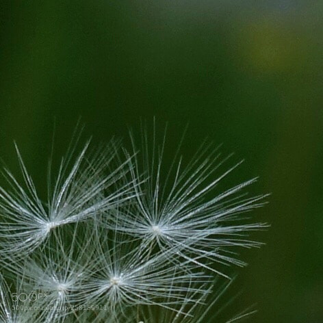 Sony Cyber-shot DSC-RX100 IV sample photo. Waiting for wind photography