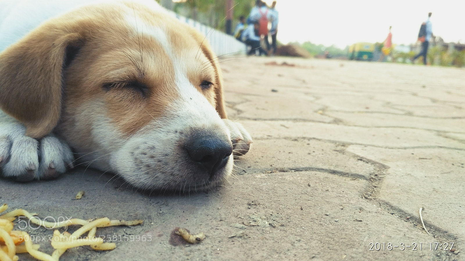 Xiaomi Redmi 3S sample photo. A cute doggo photography