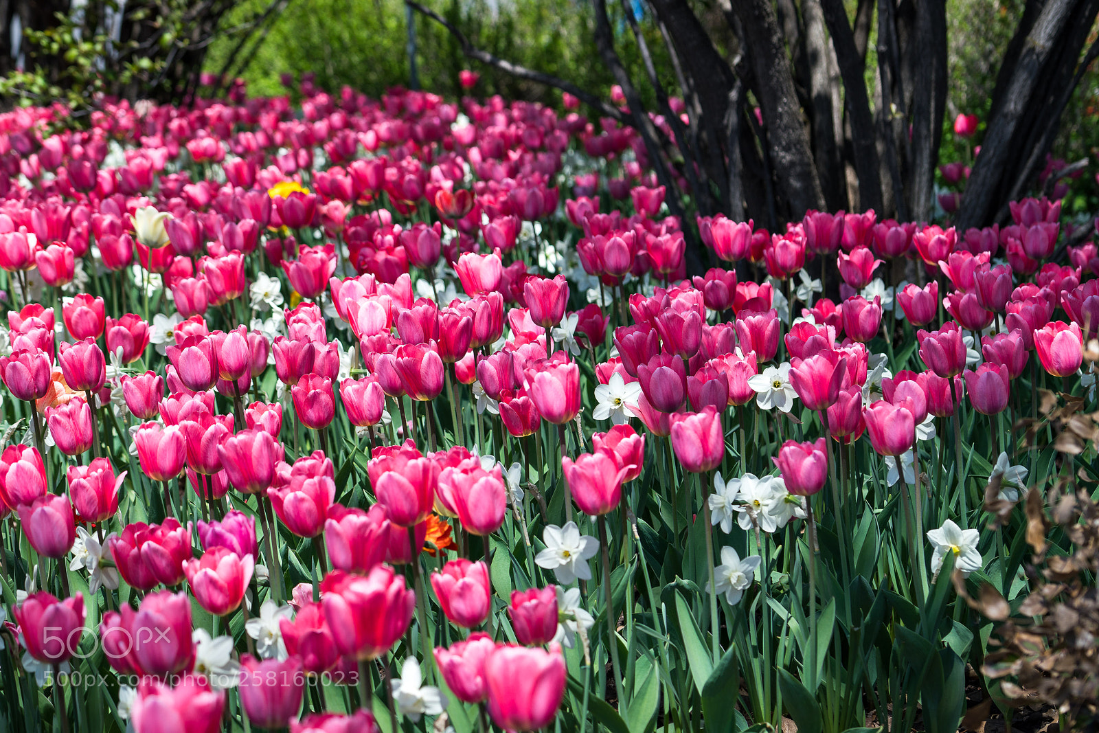 Sony a7R II sample photo. If this isn't spring photography